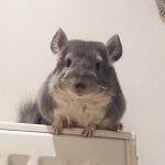 14 Chinchillas Who Are Cuter Than You Could Ever Imagine