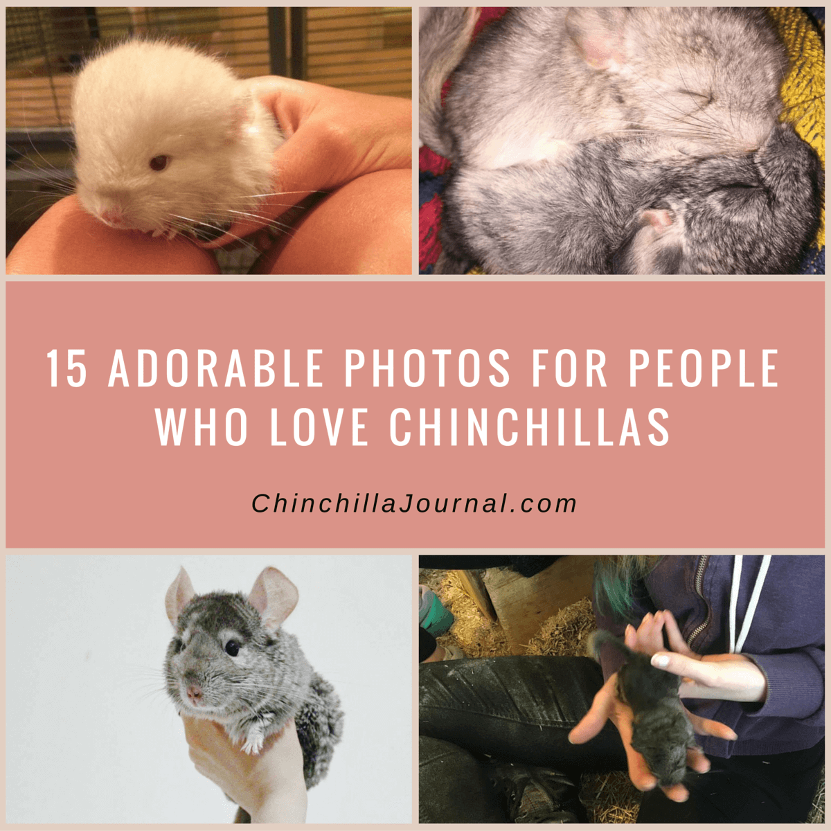 15 Adorable Photos For People Who Love Chinchillas