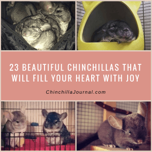 23 Beautiful Chinchillas That Will Fill Your Heart With Joy