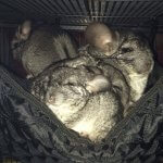 23 Beautiful Chinchillas That Will Fill Your Heart With Joy