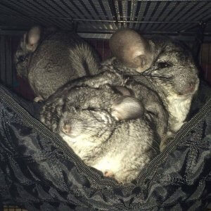 23 Beautiful Chinchillas That Will Fill Your Heart With Joy