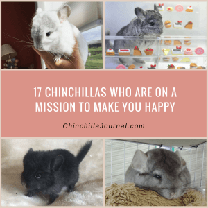 17 Chinchillas Who Are On A Mission To Make You Happy