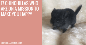 17 Chinchillas Who Are On A Mission To Make You Happy
