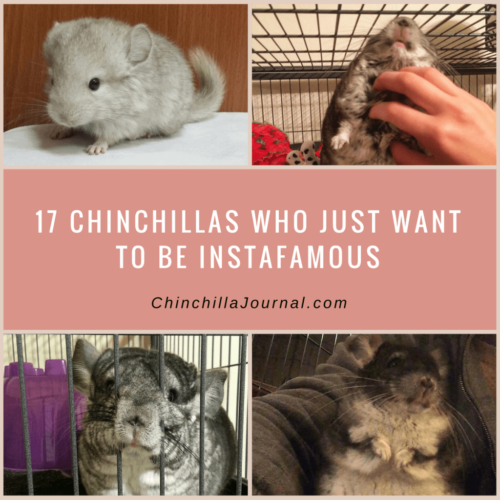 17 Chinchillas Who Just Want To Be Instafamous Chinchilla Journal