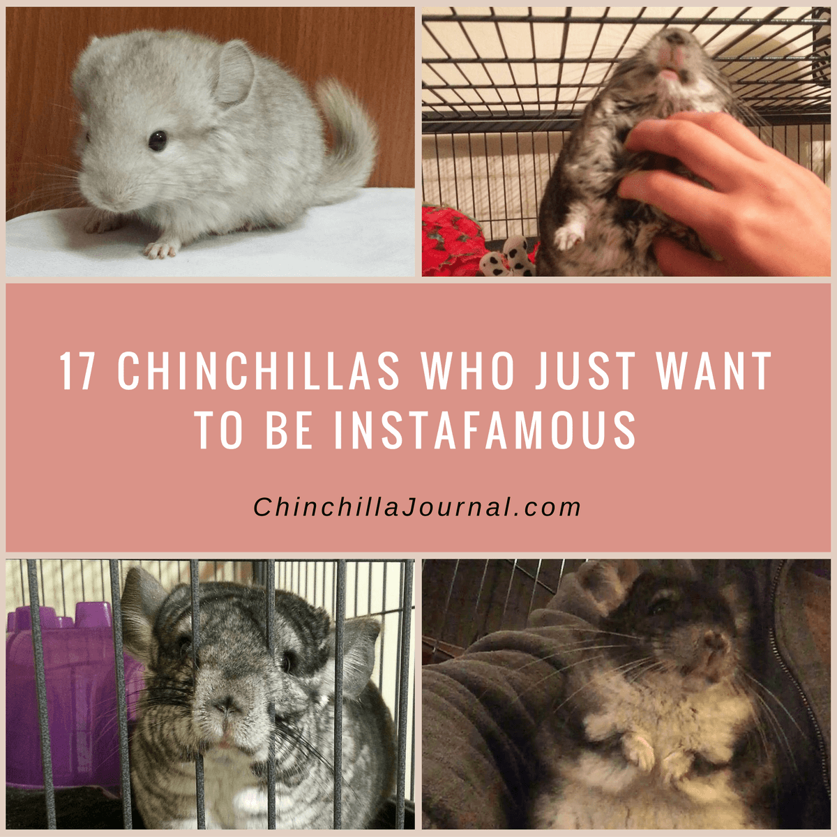 17 Chinchillas Who Just Want To Be Instafamous
