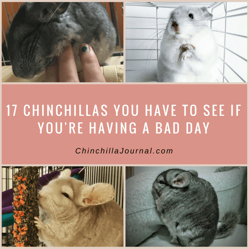 17 Chinchillas You Have To See If You're Having A Bad Day Chinchilla