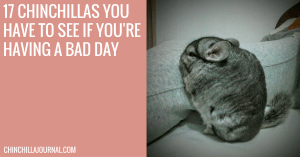 17 Chinchillas You Have To See If You're Having A Bad Day