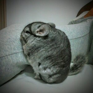 17 Chinchillas You Have To See If You're Having A Bad Day