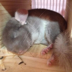 These Chinchillas Love Sleeping Even More Than You