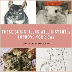 These Chinchillas Will Instantly Improve Your Day