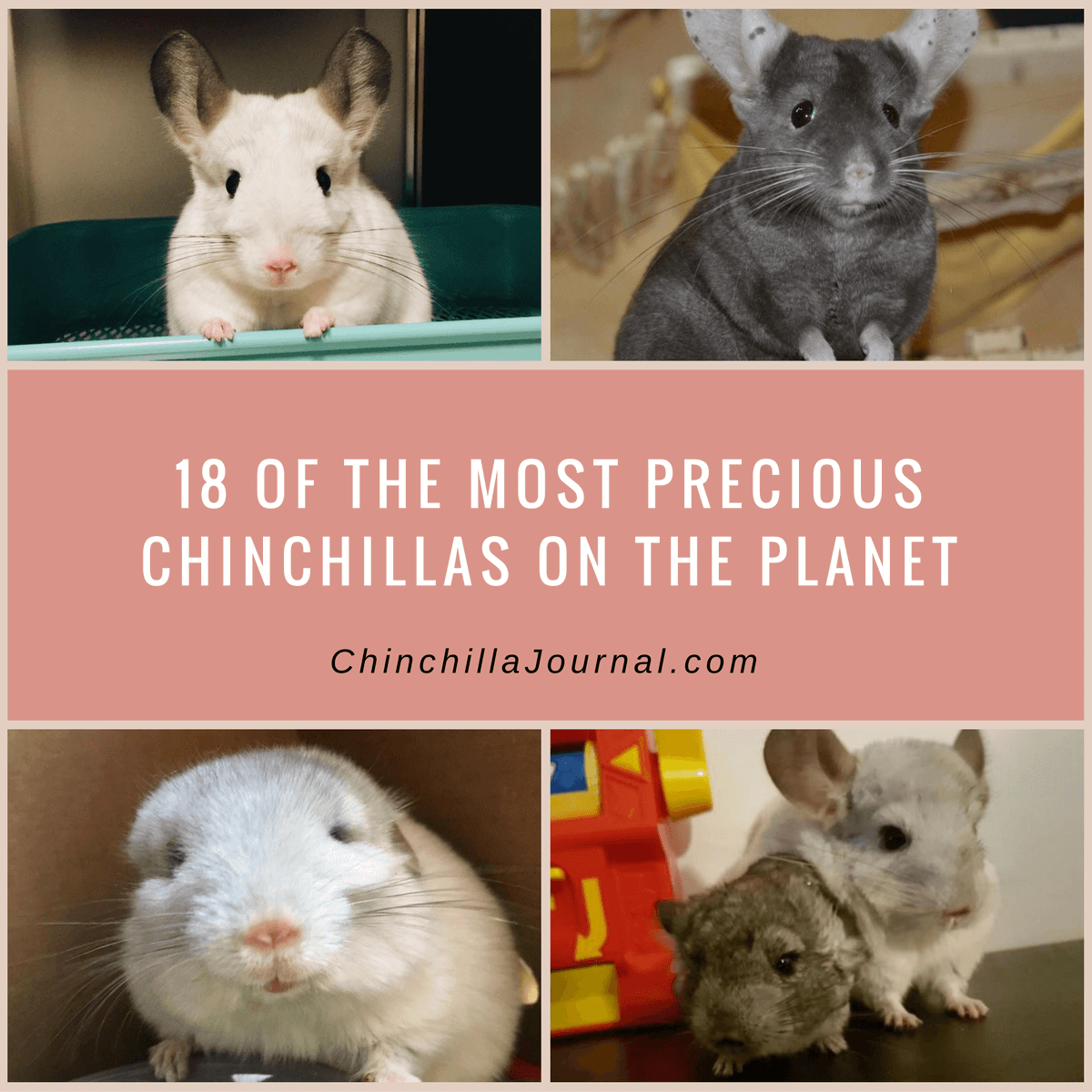 18 Of The Most Precious Chinchillas On The Planet