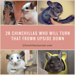 28 Chinchillas Who Will Turn That Frown Upside Down