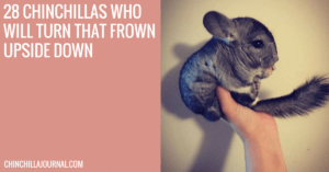28 Chinchillas Who Will Turn That Frown Upside Down