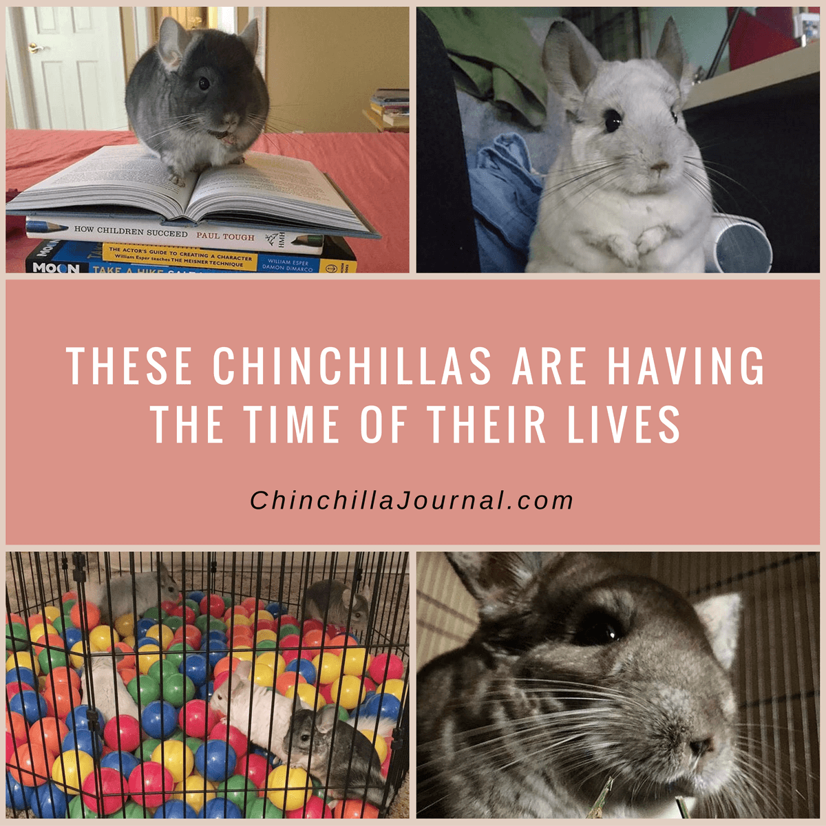 These Chinchillas Are Having The Time Of Their Lives