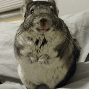 These Chinchilla's Facial Expressions Are Too Funny For Words