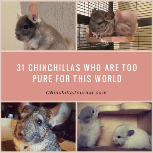 31 Chinchillas Who Are Too Pure For This World
