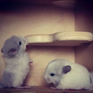 31 Chinchillas Who Are Too Pure For This World