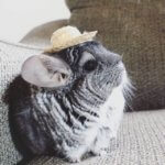 You Haven't Lived Until You've Seen These Chinchillas