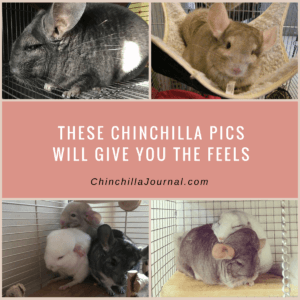 These Chinchilla Pics Will Give You The Feels