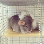 These Chinchilla Pics Will Give You The Feels