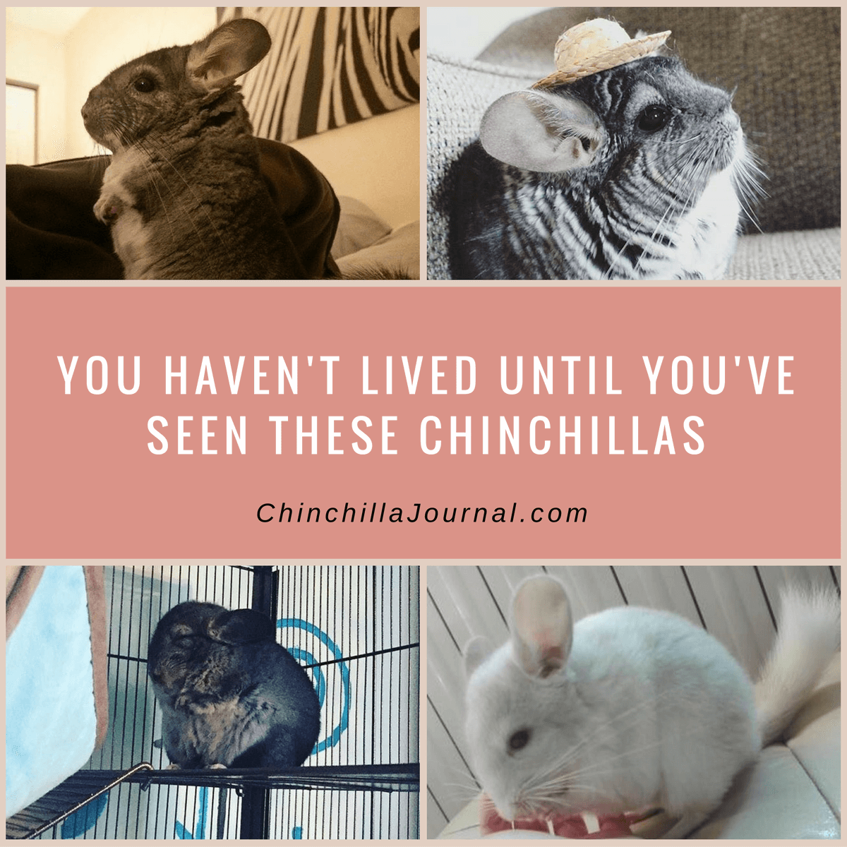You Haven't Lived Until You've Seen These Chinchillas