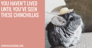 You Haven't Lived Until You've Seen These Chinchillas