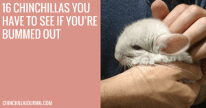 16 Chinchillas You Have To See If You’re Bummed Out