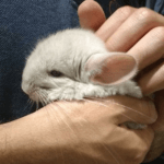 16 Chinchillas You Have To See If You’re Bummed Out