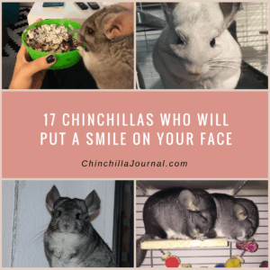 17 Chinchillas Who Will Put A Smile On Your Face
