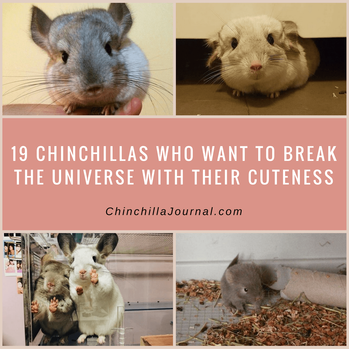 19 Chinchillas Who Want To Break The Universe With Their Cuteness