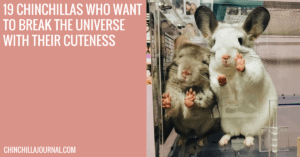 19 Chinchillas Who Want To Break The Universe With Their Cuteness