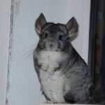 17 Chinchillas Who Will Put A Smile On Your Face