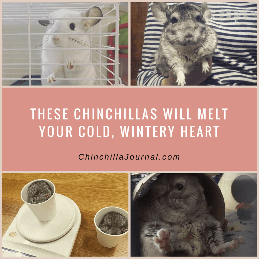 These Chinchillas Will Melt Your Cold, Wintery Heart Chinchilla Journal