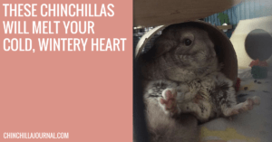 These Chinchillas Will Melt Your Cold, Wintery Heart