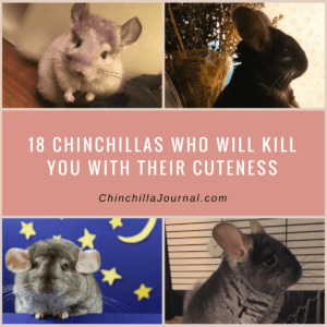 18 Chinchillas Who Will Kill You With Their Cuteness