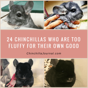 24 Chinchillas Who Are Too Fluffy For Their Own Good