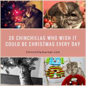 26 Chinchillas Who Wish It Could Be Christmas Every Day