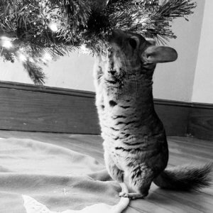 26 Chinchillas Who Wish It Could Be Christmas Every Day