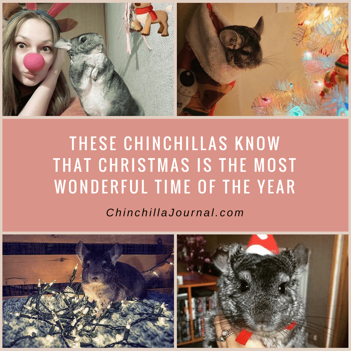 These Chinchillas Know That Christmas Is The Most Wonderful Time Of The Year