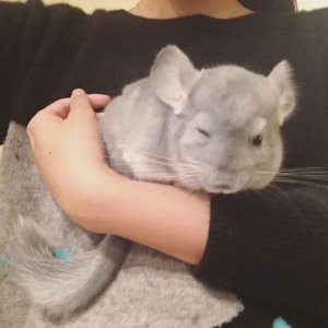 These Chinchillas Will Give You A Cuteness Overload