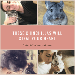 These Chinchillas Will Steal Your Heart