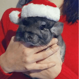 These Chinchillas Wish You A Merry Christmas