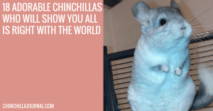 18 Adorable Chinchillas Who Will Show You All Is Right With The World