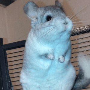 18 Adorable Chinchillas Who Will Show You All Is Right With The World