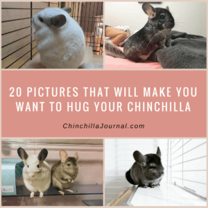 20 Pictures That Will Make You Want To Hug Your Chinchilla