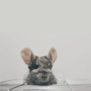 These Chinchillas Are The Cutest Thing You'll See All Day
