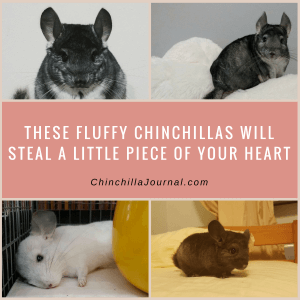 These Fluffy Chinchillas Will Steal A Little Piece Of Your Heart