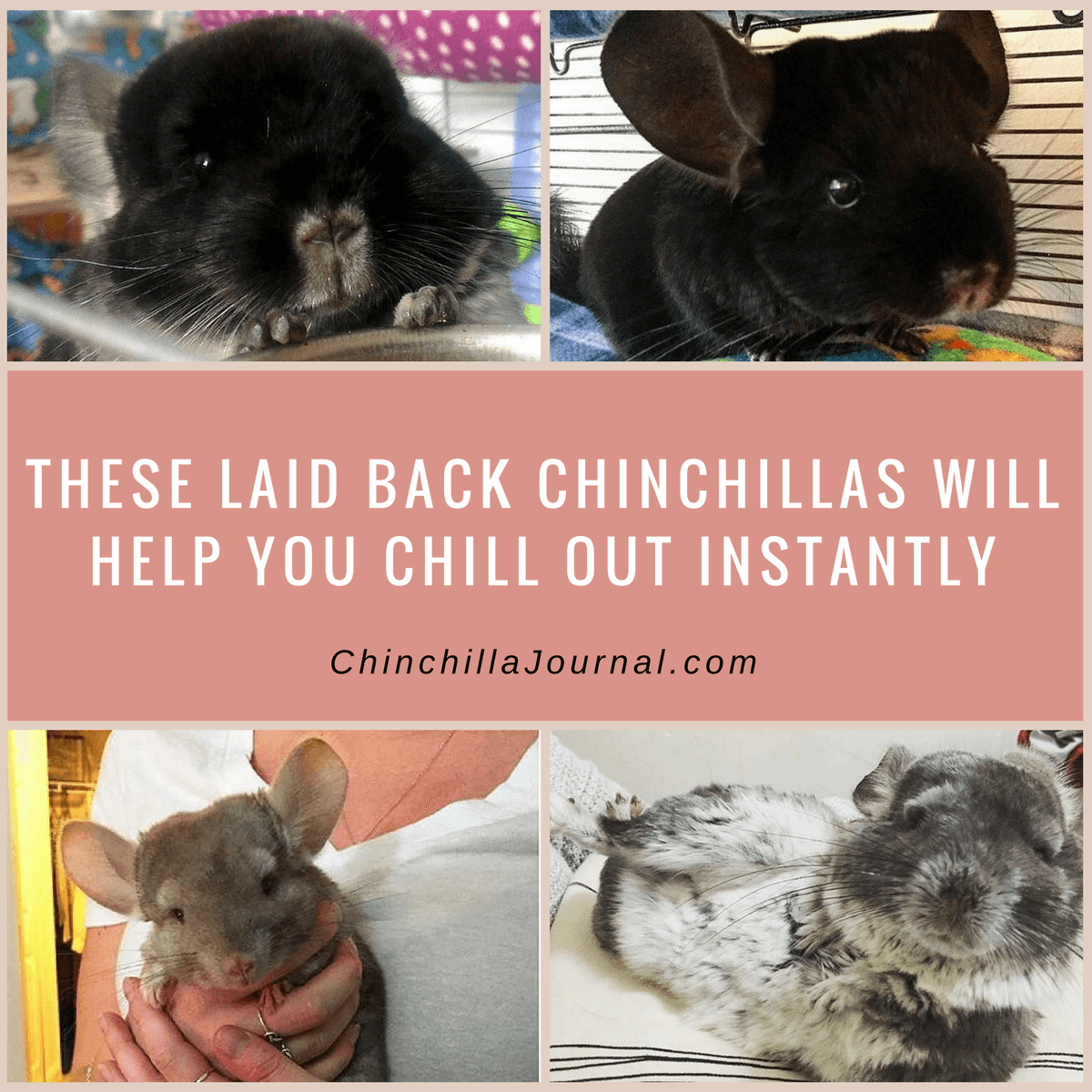These Laid Back Chinchillas Will Help You Chill Out Instantly
