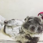 These Laid Back Chinchillas Will Help You Chill Out Instantly