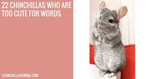 22 Chinchillas Who Are Too Cute For Words